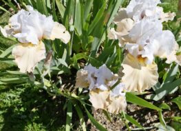 013 - champagne elegance